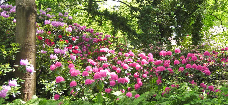 rhododendron - tuinonderhoud mei